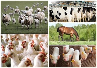 Advanced Certificate in Animal Husbandry Online Course - Careerline Courses