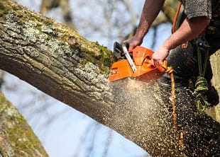Tree Care Introduction Online Course