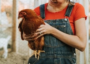Short Course On Caring For Chickens And Other Poultry