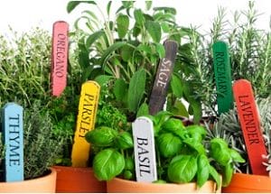 Herbs Courses