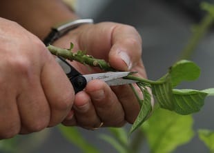 Cutting Propagation Online Course