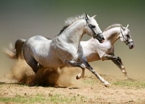 Horse Care Ii Equine Herd Health Management Online Course