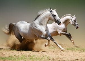 Horse Care I Equine Husbandry Basics Online Course