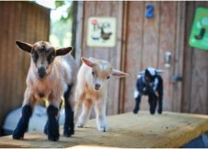 Goat Husbandry Online Course