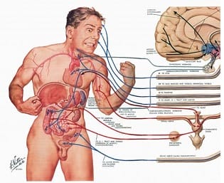 Anatomy And Physiology B Bioenergetics Bsc201 Online Course