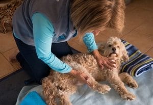 Advanced Certificate In Animal Health Care Online Course
