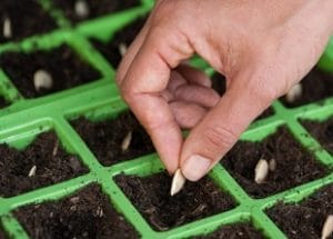 Seed Propagation Online Course