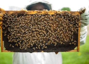 Short Course On Bees Beekeeping And Honey