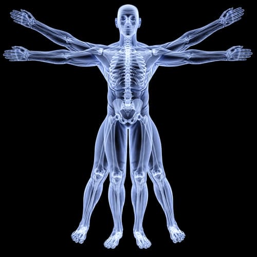 Advanced Certificate in Anatomy and Physiology - Careerline Courses