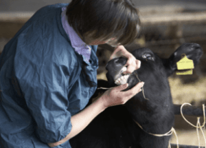 Animal Husbandry Courses