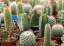 Cacti And Succulents Course Online