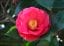 Growing Camellias Online Course