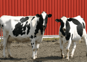 Advanced Certificate In Animal Husbandry Online Course