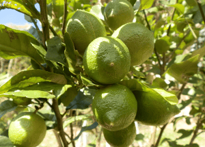 Home Fruit Growing