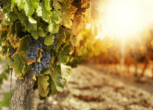 Viticulture & Winemaking Course Bundle