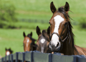 Horse Courses Online
