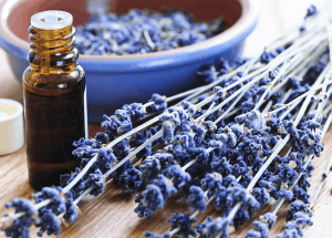 Growing Lavender Online Course
