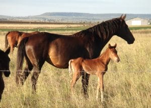 horse breeding course online.