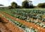 Soil Management Horticulture Online Course