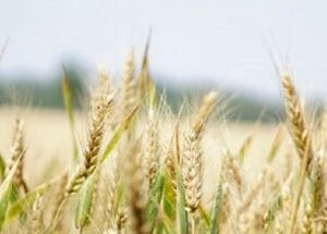 Agronomy Grains