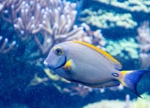marine biology course online