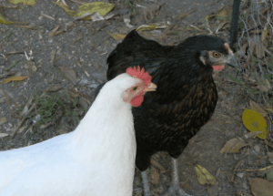 Advanced Certificate In Animal Husbandry Online Course