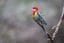 Eastern Rosella Perched On A Branch In The Australian Bush