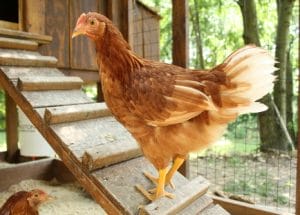 Poultry Course Online