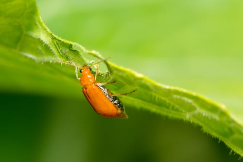 Short Course On Plant Health Pests Amp Diseases