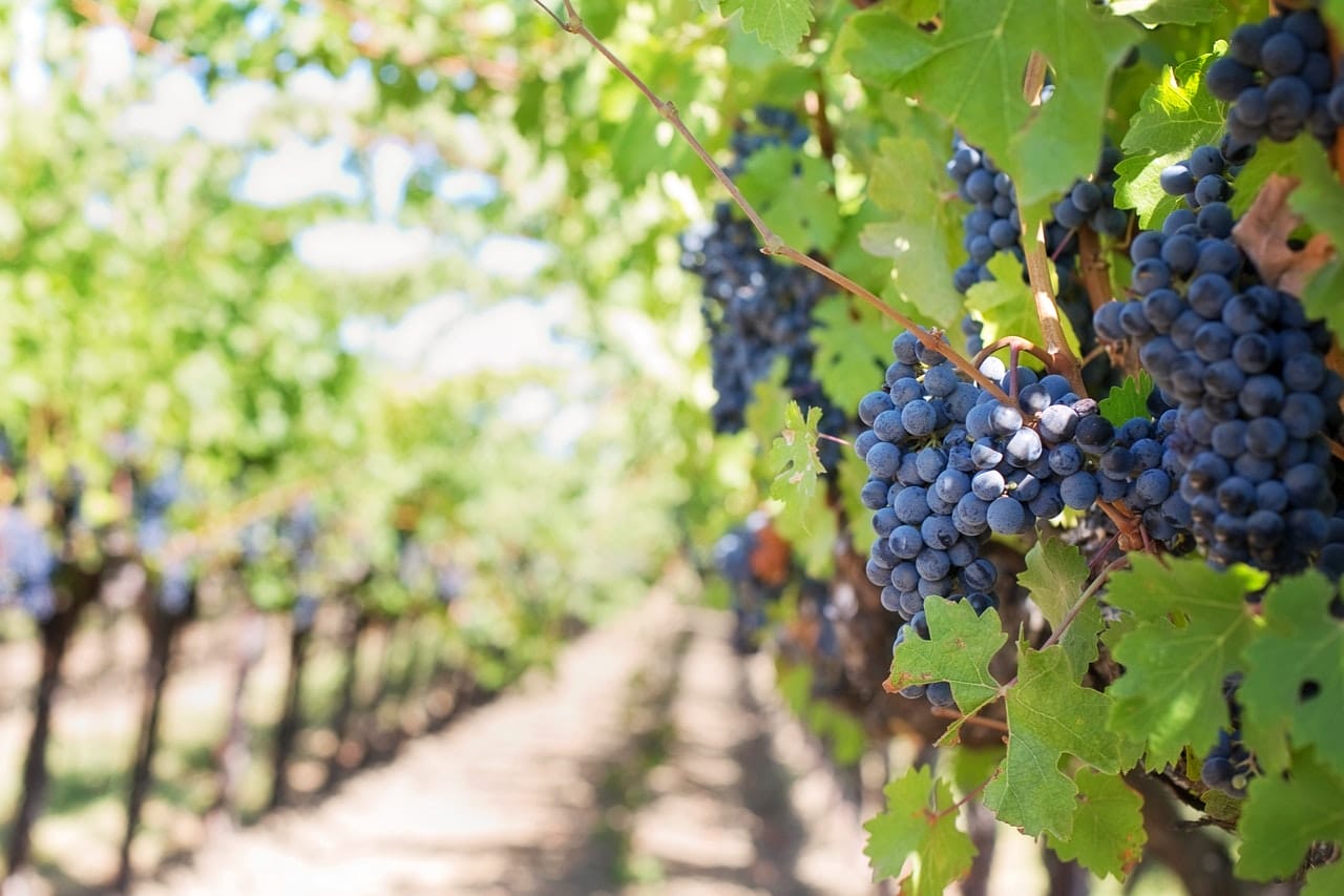 Grapes On Vineyard During Daytime 39351 Min