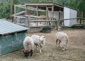 Choosing Sheep Breeds