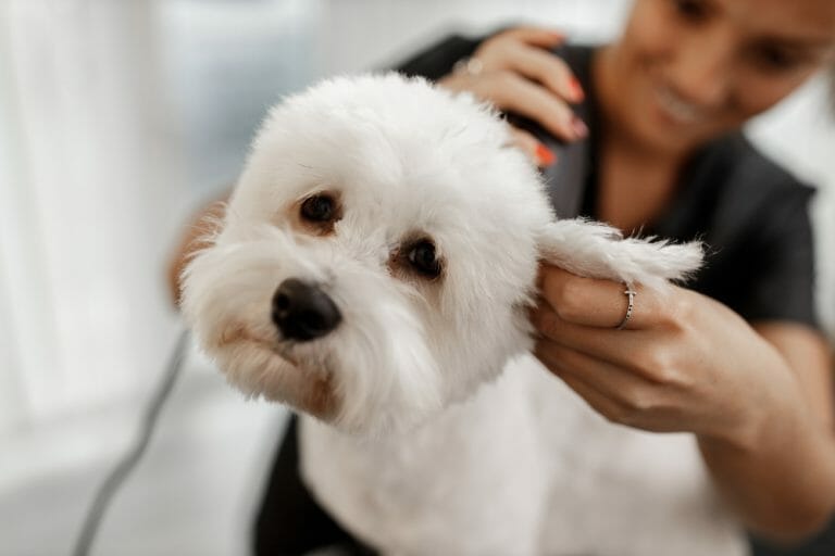 Cropped Shot Of A Young Blonde Pet Beautician And White