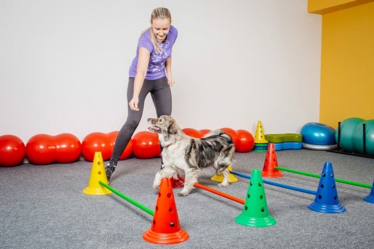 Dog Training In The Fitness Club