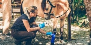7 Essential Skills You'll Learn in Our Animal Care Courses